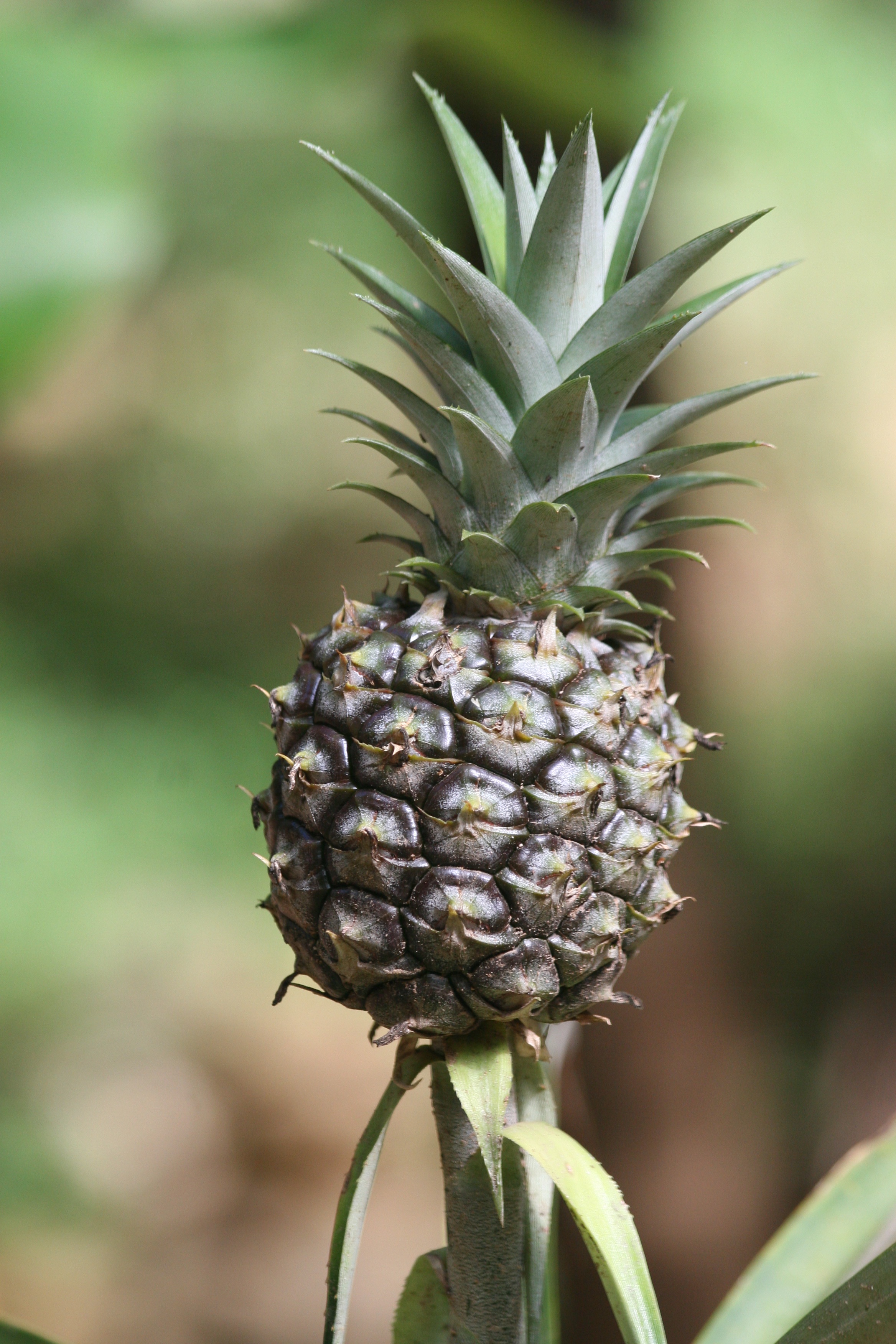 Ponthier ANANAS PÜREE Frucht-Mark-Püree 6x 1KG
