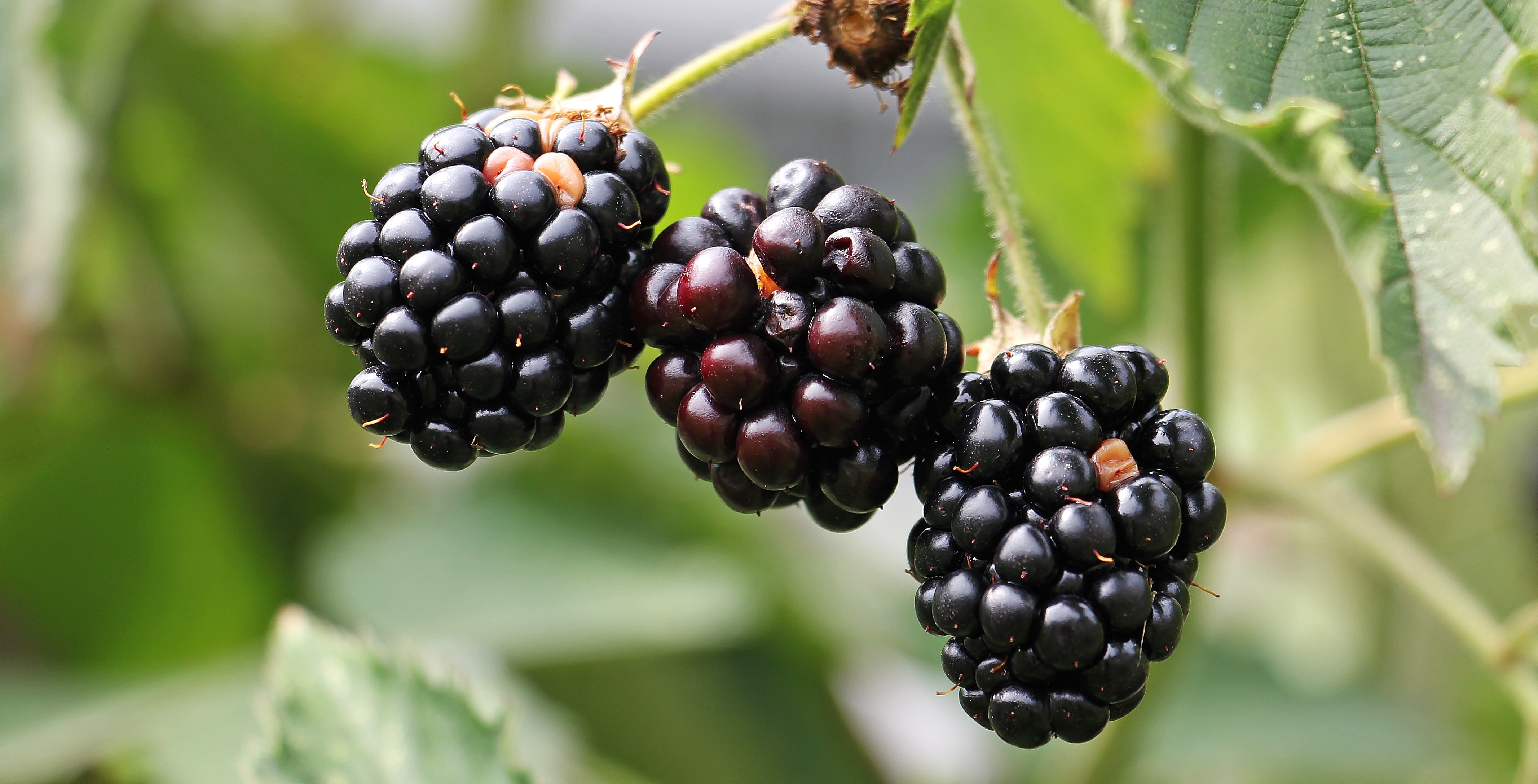 Ponthier BROMBEEREN PÜREE Frucht-Mark-Püree 6x 1 KG