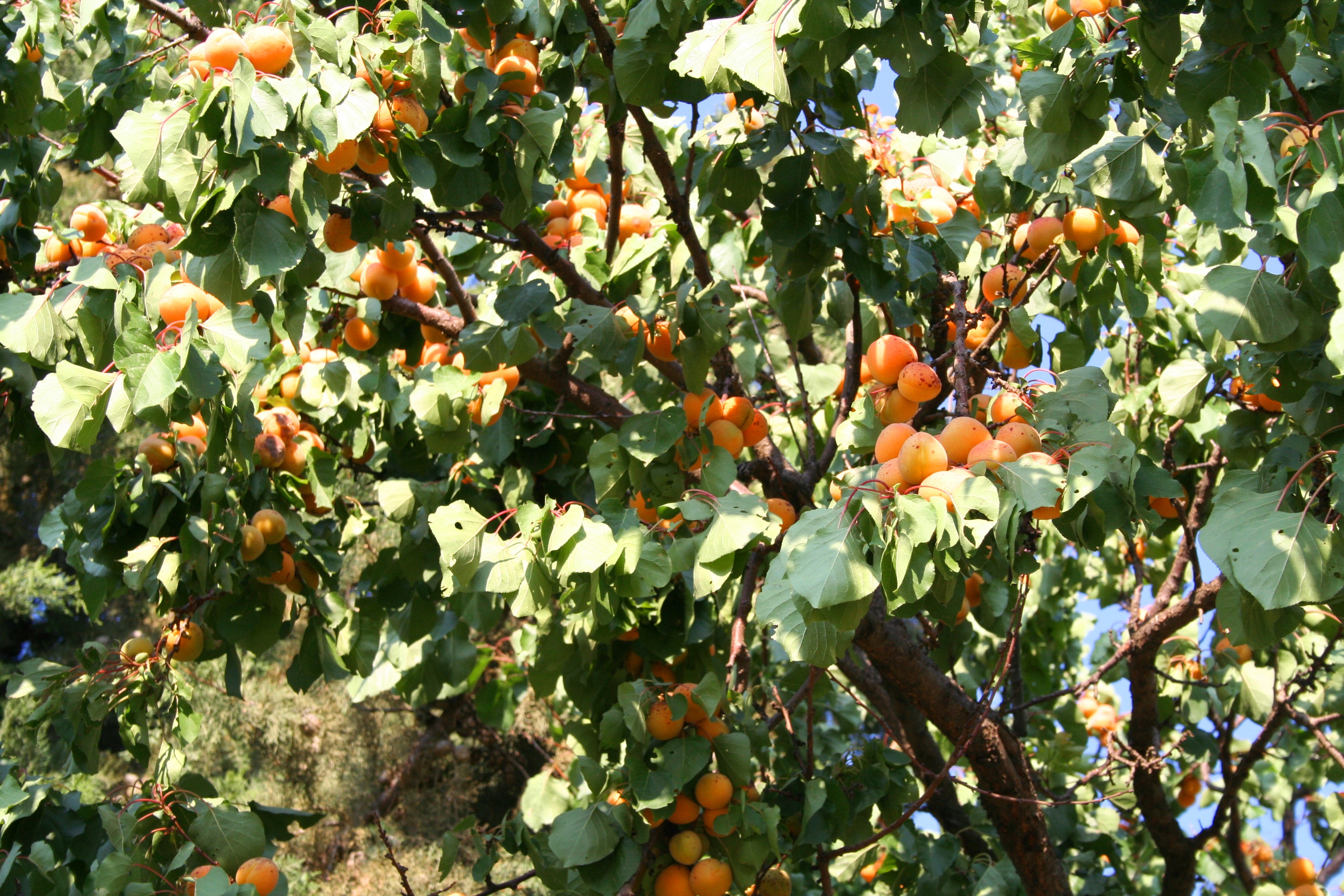 Ponthier APRIKOSEN PÜREE Marillen-Frucht-Mark-Püree 6x 1KG