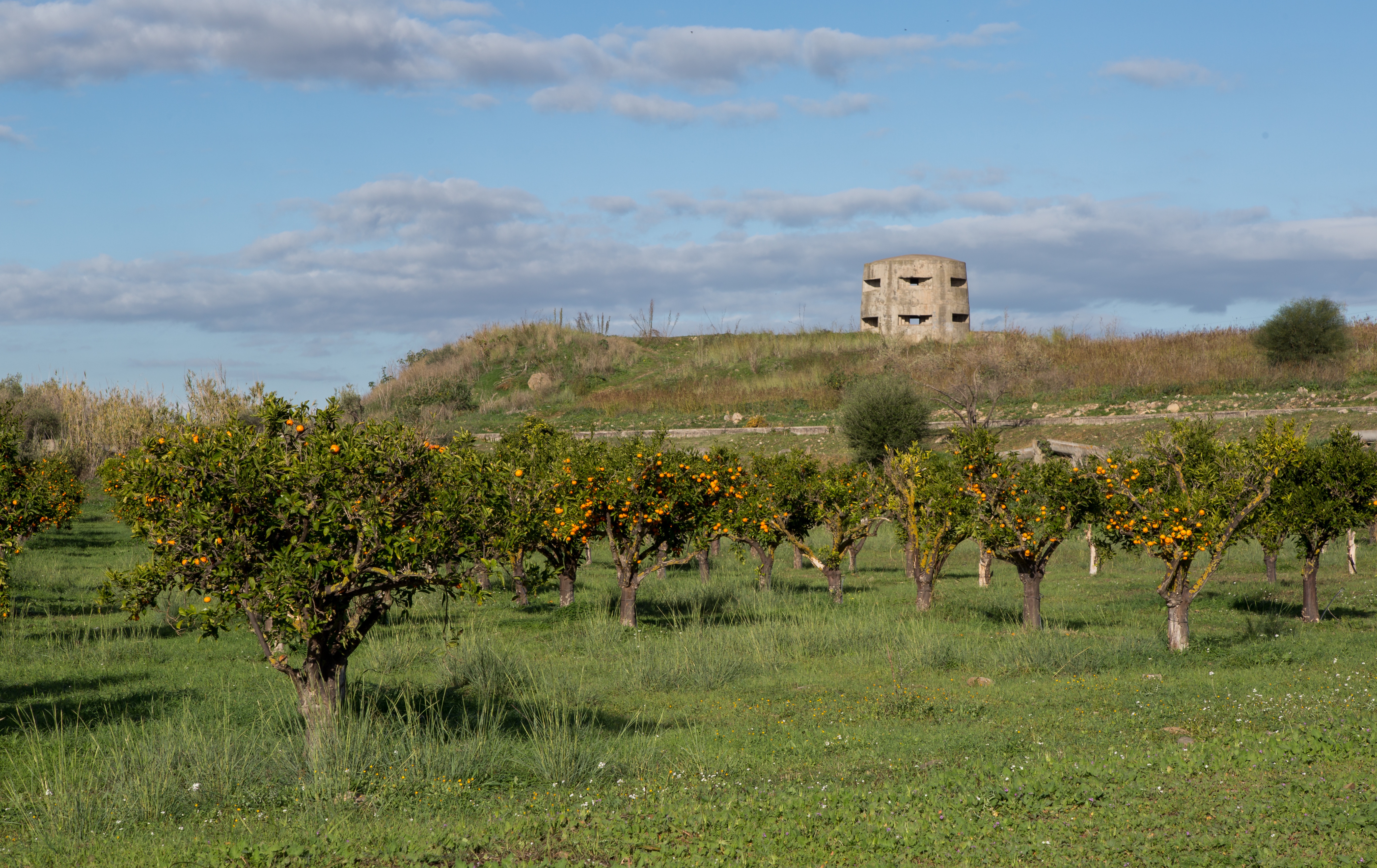 Ponthier BLUT-ORANGEN SANGUINE PÜREE Frucht-Püree 6x 1KG