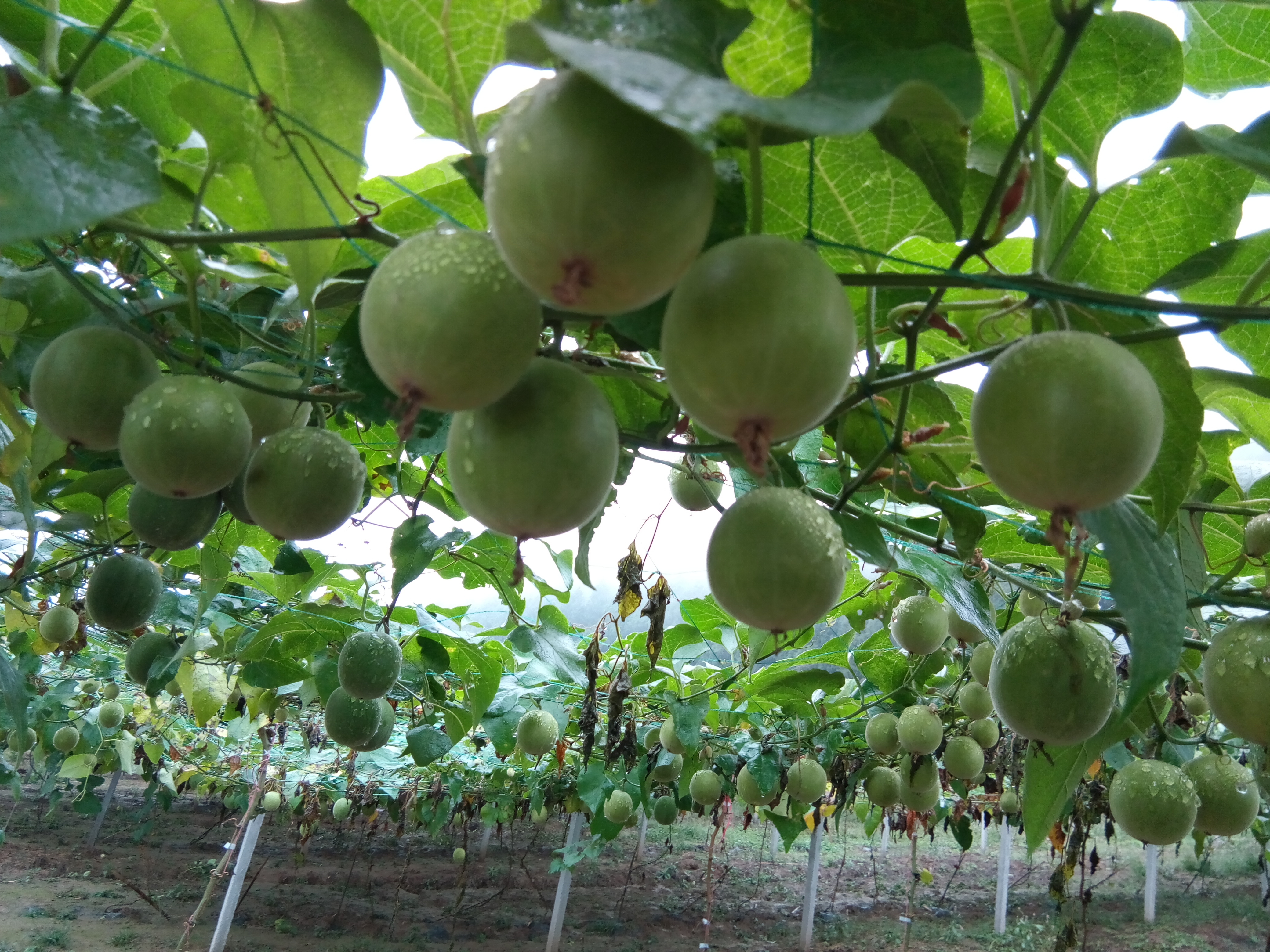 Ponthier MARACUJA PÜREE Passions-Frucht-Püree 6x 1 Kg