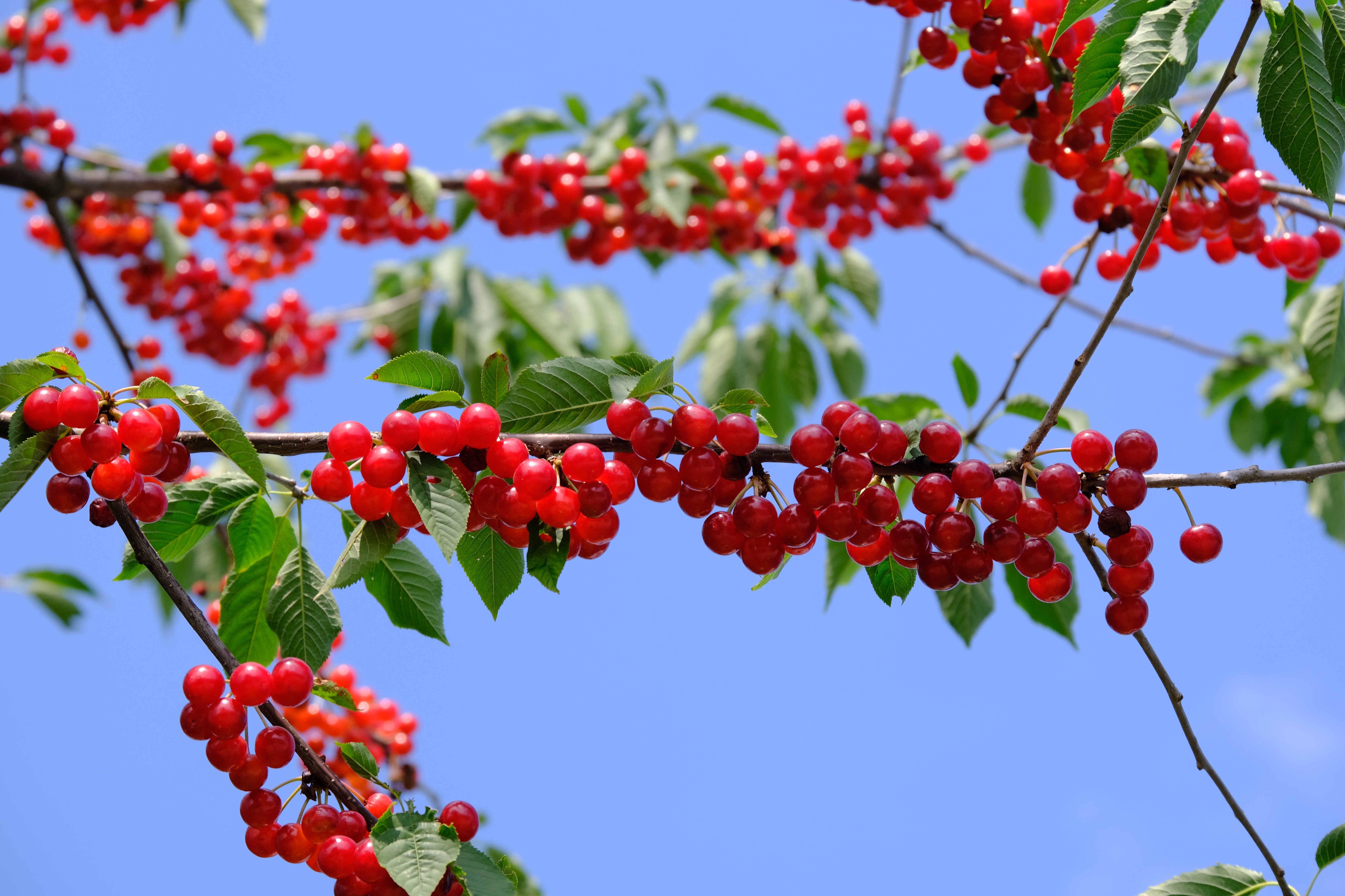 Ponthier KIRSCHEN PÜREE Sauerkirschen-Früchte-Püree 6x 1KG 